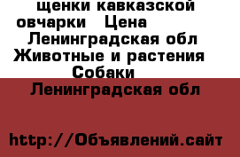 щенки кавказской овчарки › Цена ­ 10 000 - Ленинградская обл. Животные и растения » Собаки   . Ленинградская обл.